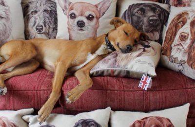 Gift Shop Thompsons Lighting & Interiors waggydogz cushions larne northern ireland thompsons lighting